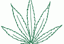 City Council Committee Ponders Pot Club Moratorium