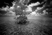 Fragile Environments at the Wildling