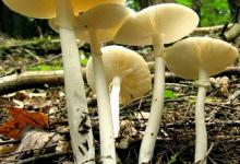 Destroying Angel Kills Dog