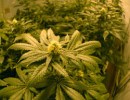 Reefer Madness