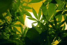 The Medical Marijuana Movement Grows in Santa Barbara