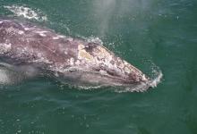Gray Whale Off Stearns Wharf