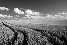 What’s for Dinner?