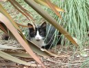 A Farewell to Spot the Cat