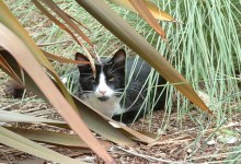 A Farewell to Spot the Cat