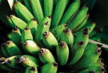 Growing Bananas in Your Home Garden