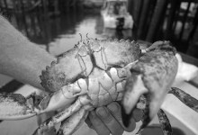 Despite Record Levels, Domoic Acid Poisoning a No-Show So Far