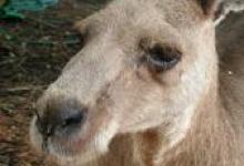 PETA to Protest in Downtown SB