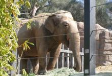 Theater Gone Wild at SB Zoo