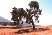 Jan Timbrook’s Chumash Ethnobotany