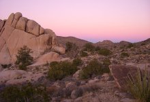 Capital-T “Things” At Joshua Tree