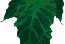 Elephant’s Ear