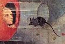 N is for Neuroscience