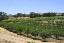 The Virtue of Wine Tasting