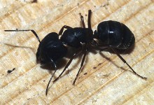 A Bug’s Life (and Death)