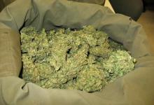Sheriff Make Another Marijuana Bust