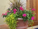 Plant to Enhance