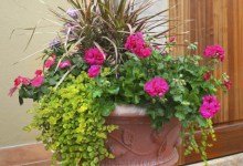 Plant to Enhance