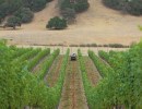 Firestone Sells Family Vineyard Land