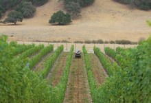 Firestone Sells Family Vineyard Land