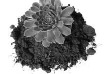 Succulent Crossbreeds