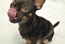 Living Page Photo: Little Dogs, Big Kisses