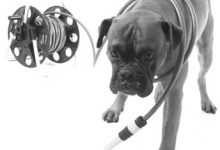 Pet-Friendly Plants