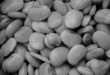 Lima Beans