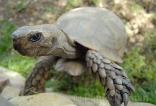 A Turtle’s Dream Come True