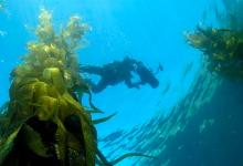 Channel Islands Marine Reserves Expand