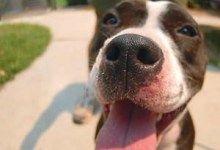 Animal Shelters Are Bursting with Abandoned Pit Bulls
