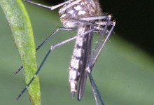 West Nile-Infected Bird Found in Lompoc