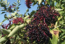 ‘Tis the Season for Elderberry Shrubs