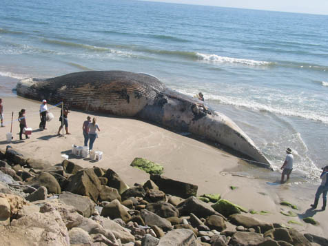 Blue whale bitten in half 2021 - limobel