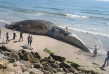 Ship Kills Blue Whale