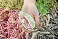 Fresh Food at our Farmers Markets