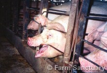 Prodded by PETA, Carl’s Jr. Takes First Step Away from Factory Farming