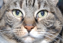 Cat Scratch Fever