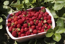 Strawberries from Your Garden