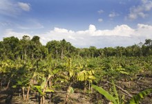 The Mayas’ Ancient Eco-Wisdom