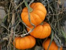 Reclaiming the Pumpkin