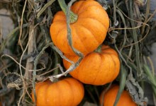 Reclaiming the Pumpkin