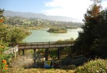 Condors Come to SB Zoo