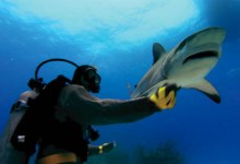 Introducing the 4th Annual Santa Barbara Ocean Film Festival