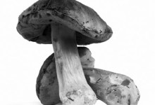 Growing Mushrooms In Your Garden