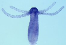 UCSB Biologists Claim to Have Pinpointed Development of Vision