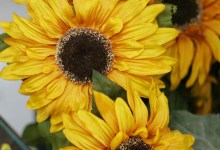 Living Page Photo- Sunflowers