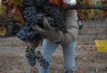 Good Quality, Lower Quantity for Wine Grape Harvest