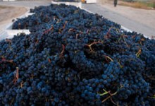 Fewer Grapes Mean Better Wine for Santa Barbara County’s ’07 Harvest