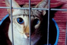 It’s National Shelter Appreciation Week